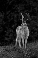 Fallow deer on the hill