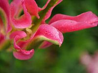 Flower petal with water drops