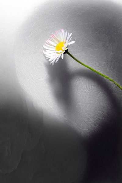 Daisy on marble stone by Tobias Majewski