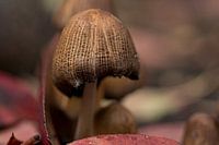 Verlassener Pilz im Herbstwald