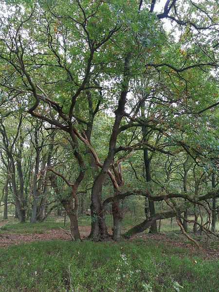 Dramatik von Suzanne W