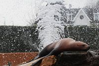 Lion de mer de Californie sur un rocher