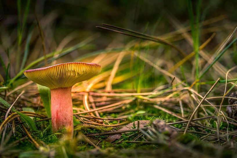01 allein Texel von Texel360Fotografie Richard Heerschap
