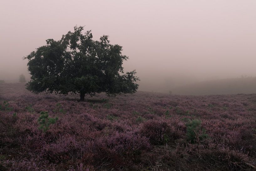 Heidekraut im Nebel von Nuance Beeld