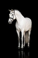 Bildende Kunst Pferd