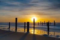 Golden sun Palendorp Petten