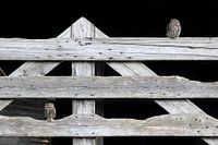 Twee Steenuiltjes op een hek