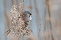 Rosier barbu par une froide journée d'hiver.