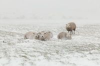 Des moutons dans une tempête de neige