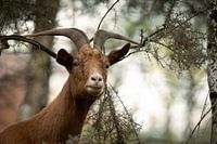 goat among the bushes