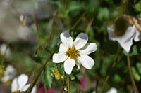 Fleur dans la nature