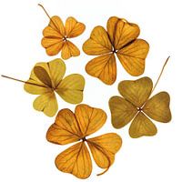 Sécher les fleurs, aplatir les fleurs