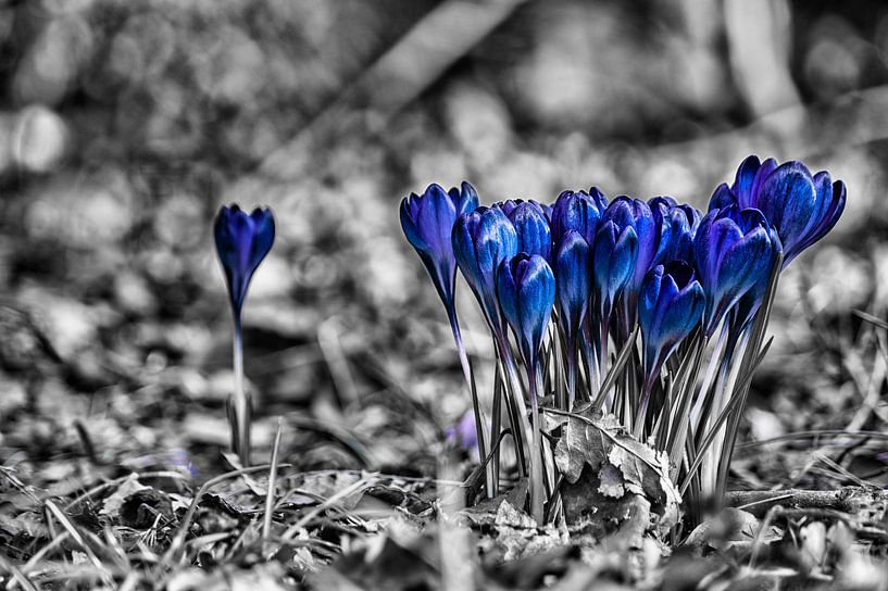 Groepskrokus by ZEVNOV .