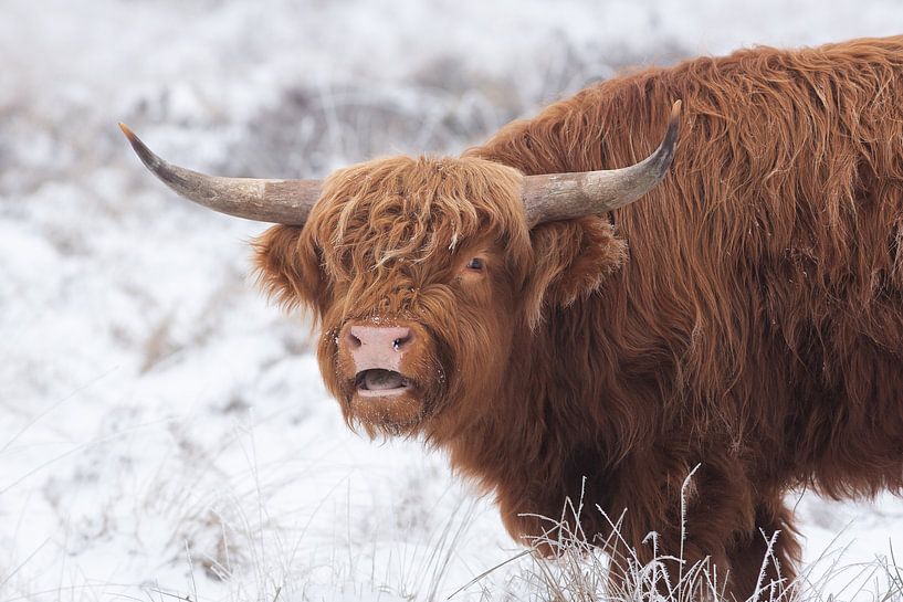 Highlander écossais par Rob Christiaans