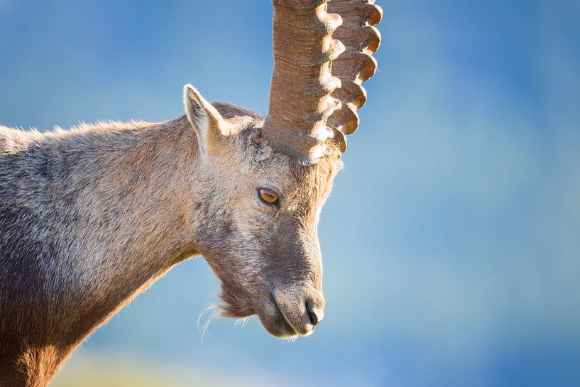 Capricorn by Dieter Meyrl