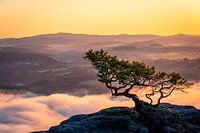 Die Wetterkiefer vom Lilienstein im goldenen Licht