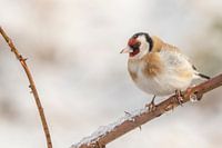 Distelvink op een koude morgen