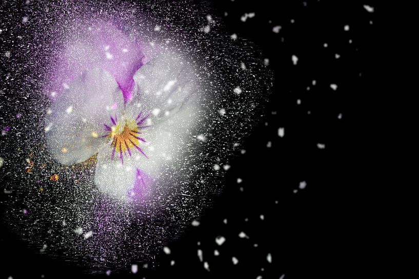 Blüten-Zauber mit schwarzem Hintergrund von Ursula Di Chito