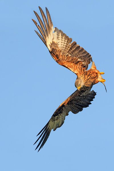 Red Kite en vol de plongée en Angleterre par Jeroen Stel