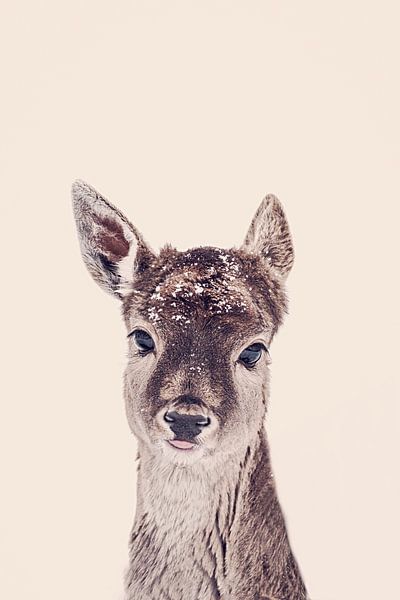 Rehbraun Rosé Beige von Monika Strigel