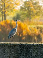 Reiher in der Herbstsonne