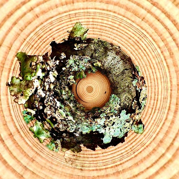 The annual rings of a time travel. by Antoine van Buul