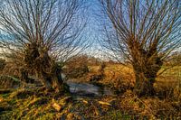 Saules têtards près de l'étang