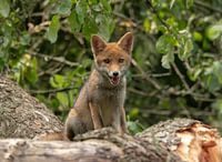 Süßer junger Fuchs.