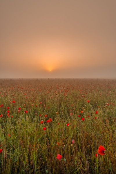 Poppies at foggy sunrise by Moetwil en van Dijk - Fotografie