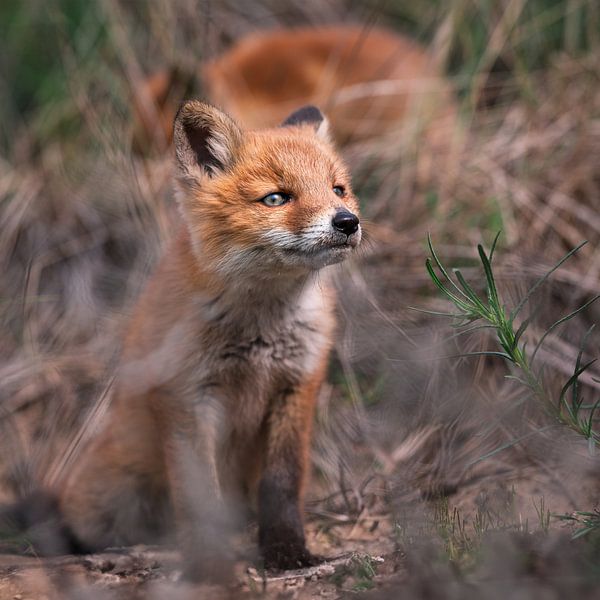 Young fox kicks ahead through the branches. by Jolanda Aalbers
