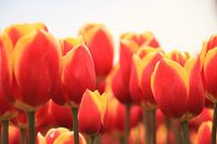 Tulpen uit Amsterdam. Tulips from Amsterdam