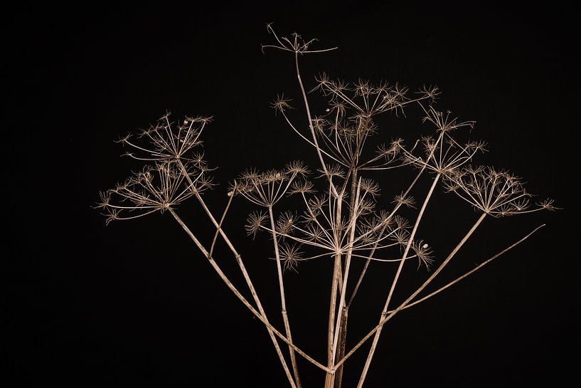Dried umbellifer against black background by Mayra Fotografie