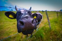 superbe vache noire et blanche