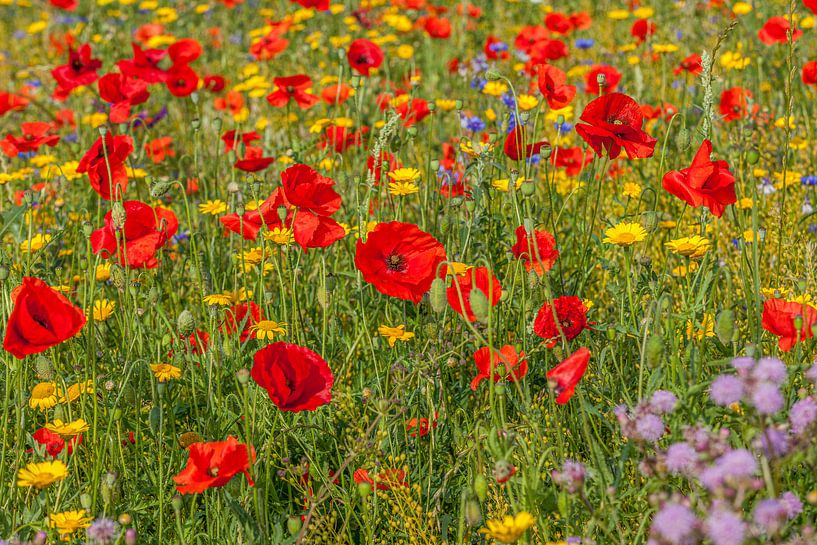 Un champ plein de fleurs sauvages en fleurs par John Kreukniet