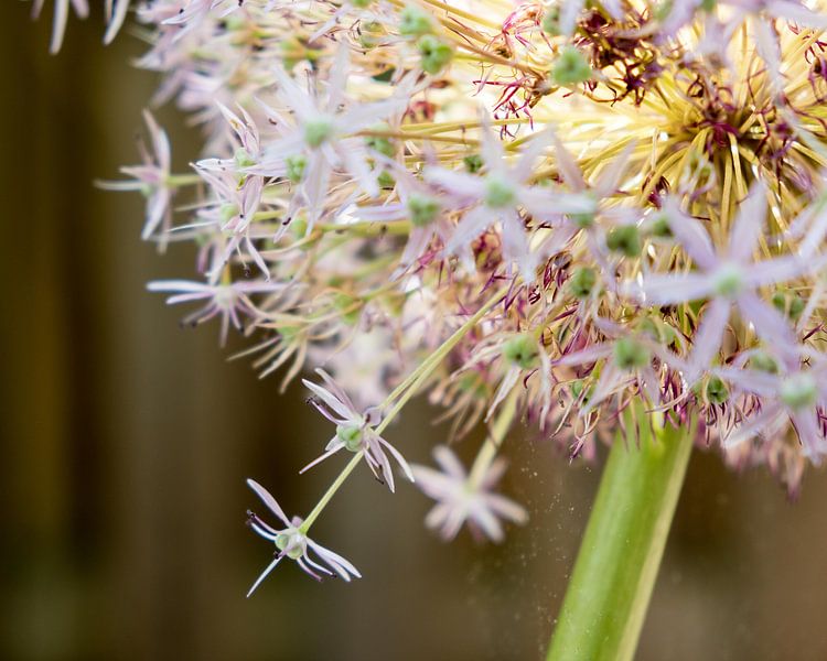 Globe of a flowering onion in pink by Idema Media