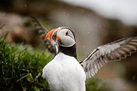 Puffin Islande