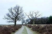 Deelerwoud, Veluwe Gelderland