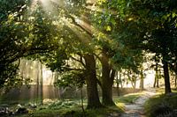 Sun rays through trees forest magical golden nature