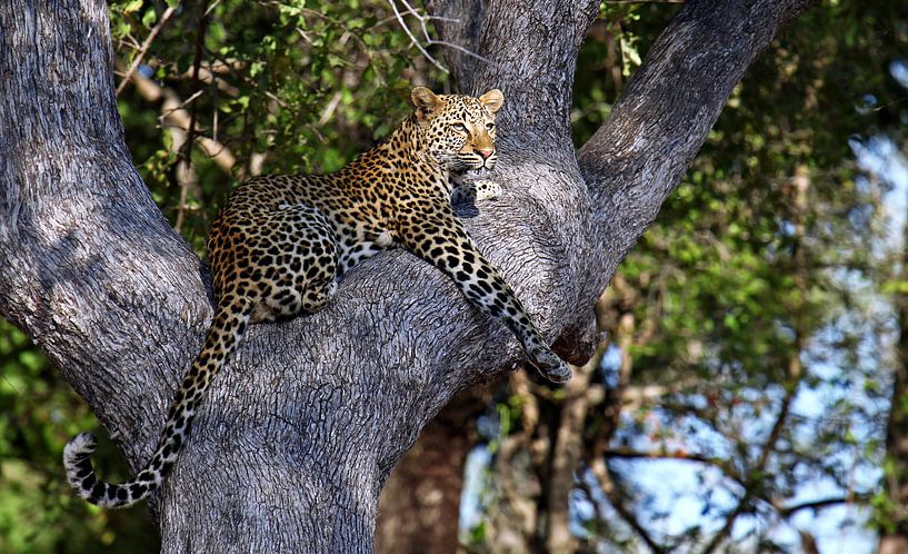 Léopard dans un arbre - Afrika wildlife par WiWo