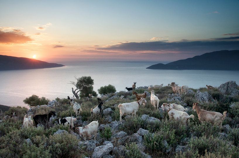 Chèvres du matin par Peter Bijsterveld