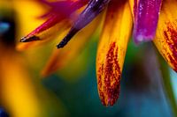 Macro photo taken in Nature