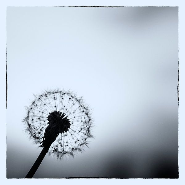 A dandelion in backlight by Hans de Waay