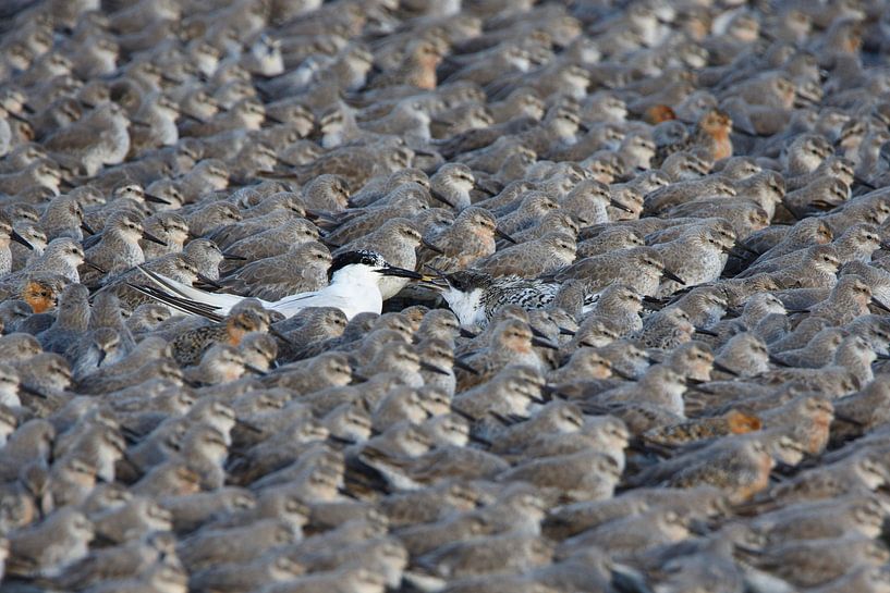 Großer Star füttert die Jugend unter Tausenden von Kanus | Gewinner Frans Lanting Photo Award WWF 20 von Anja Brouwer Fotografie