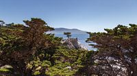 Lone tree, 17 mile drive, Californie, États-Unis