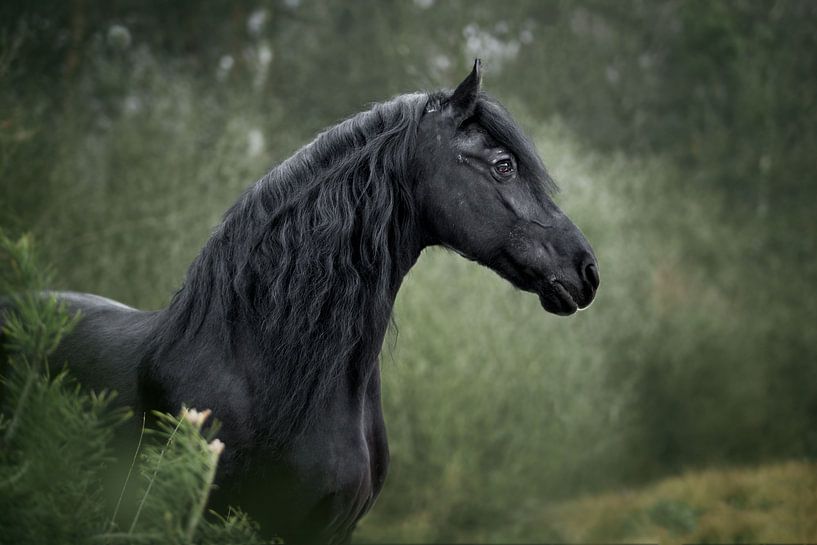 Friesenpferd in Wintergrün von Lotte van Alderen