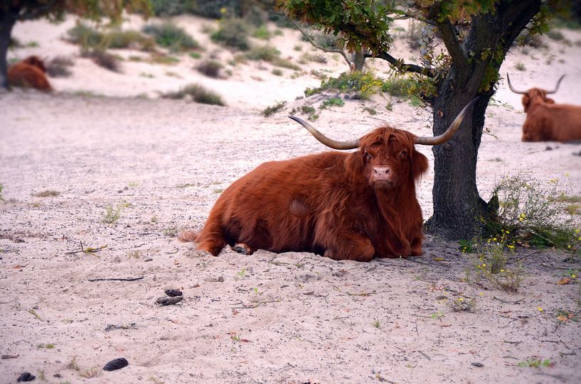 Schottischer Hochländer in der Natur von Ron van der Meer