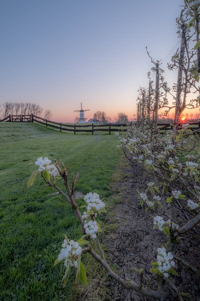 Mill the Butterfly, pearl of the Betuwe, between the blossoms by Moetwil en van Dijk - Fotografie