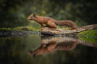 Squirrel mirror