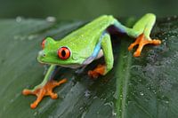 Porträt eines rotäugigen Laubfrosches