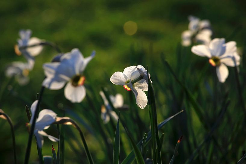 Jonquilles par Thomas Jäger